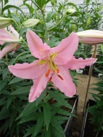 [5371 Le Chic VZ No02.JPG]